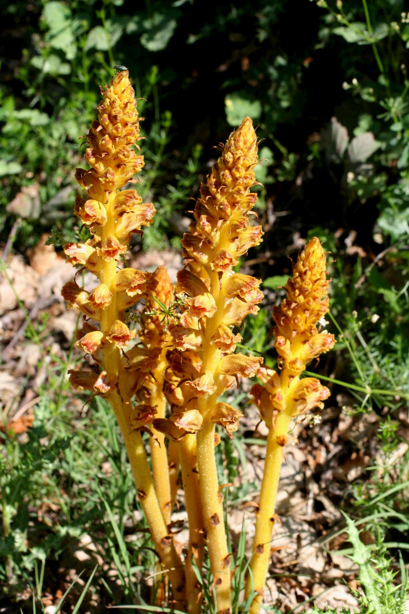 Orobanche gracilis / Succiamele rossastro